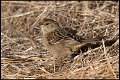 _9SB2309 golden-crowned sparrow